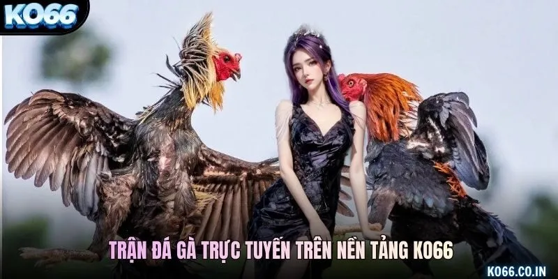 Trận đá gà trực tuyến trên nền tảng KO66
